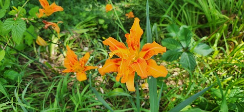 woood lilies.jpg